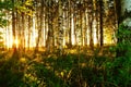 Beautiful nature at evening in the summer forest on the sunset Royalty Free Stock Photo