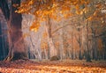 Beautiful Nature Fall landscape forest on Sunny autumn day Royalty Free Stock Photo