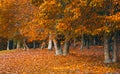 Beautiful Nature Fall landscape, selective focus. Picturesque view of the autumn forest of Deciduous Trees. Old Park in the