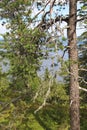 Beautiful nature of Finland, Koli Royalty Free Stock Photo