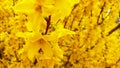 First Spring Flowers  Forsythia bushes bloom in early spring and bear vibrant yellow flowers floral background Royalty Free Stock Photo