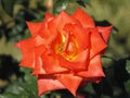 Beautiful, nature, flower, colors, orange, red, garden, vir,croatia Royalty Free Stock Photo