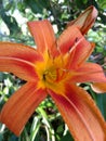 Beautiful nature flower tiger lily orange yellow vivid Royalty Free Stock Photo