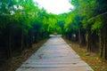 Beautiful nature and forest bamboo and tree tunnel road at public parks Royalty Free Stock Photo