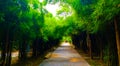 Beautiful nature and forest bamboo and tree tunnel road at public parks Royalty Free Stock Photo