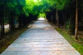 Beautiful nature and forest bamboo and tree tunnel road at public parks Royalty Free Stock Photo