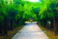 Beautiful nature and forest bamboo and tree tunnel road at public parks Royalty Free Stock Photo