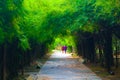 Beautiful nature and forest bamboo and tree tunnel road at public parks Royalty Free Stock Photo