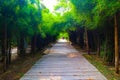 Beautiful nature and forest bamboo and tree tunnel road at public parks Royalty Free Stock Photo