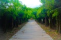 Beautiful nature and forest bamboo and tree tunnel road at the public parks garden Royalty Free Stock Photo