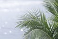 beautiful nature green palm leaf on tropical beach with bokeh sun light wave abstract background. Copy space of summer vacation Royalty Free Stock Photo