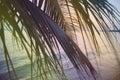 Beautiful nature green palm leaf on tropical sunset beach with bokeh light wave abstract background. Copy space of summer vacation Royalty Free Stock Photo