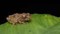 Beautiful Nature image of Mossy Frog of Borneo standing on green leaf Royalty Free Stock Photo