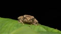 Beautiful Nature image of Mossy Frog of Borneo standing on green leaf Royalty Free Stock Photo