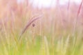 Beautiful nature landscape - Alpine meadow. Grass closeup with sunbeams. Beautiful Nature landscape with sun flare. Vintage Sepia