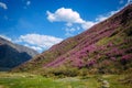 Beautiful nature landscape, amazing mountain view. Magic rhododendron blossoms in the springtime. Location Altai, Russia. Scenic