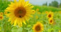 Beautiful nature landscape. Bumblebee polinate sunflower in the field. Bee foraging on a sunflower during summer Royalty Free Stock Photo