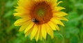 Bee foraging on a sunflower during summer afternoon. Macro, close-up. Beautiful nature landscape. Bumblebee wasp bee Royalty Free Stock Photo