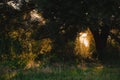 Beautiful nature landscape. Green forest trees at sunset, wood sunlight view