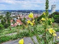 Beautiful yellow flowers and panorama of Ravensburg