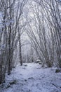Beautiful nature and landscape photo of Swedish winter forest and trees Royalty Free Stock Photo