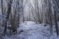 Beautiful nature and landscape photo of Swedish winter forest and trees Royalty Free Stock Photo