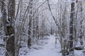 Beautiful nature and landscape photo of Swedish winter forest and trees Royalty Free Stock Photo