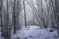 Beautiful nature and landscape photo of Swedish winter forest and trees Royalty Free Stock Photo