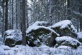 Beautiful nature and landscape photo of winter forest in Sweden Scandinavia Royalty Free Stock Photo