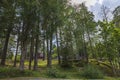 Beautiful nature landscape on sunny summer day. Small wooden private houses between tall green trees on blue sky background.