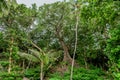 Beautiful landscape tropical view with coconut palm trees and ancient tree on the hill at the Landhoo island at Noonu atoll Royalty Free Stock Photo