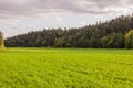 Beautiful nature landscape view. Green grass field bordered with yellow-green forest trees on pale blue sky background.