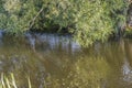 Beautiful nature landscape view. Green trees leaning over river water surface. Royalty Free Stock Photo