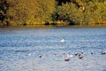 A landscape view of a lake in the Kent countryside with trees and sky in the background . Royalty Free Stock Photo