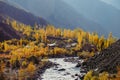 Yellow leaves trees in autumn season along mountain range Royalty Free Stock Photo