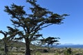 Beautiful nature with a big tree on the way to the Cape of Good Hope in Cape Town on the Cape Peninsula Tour in South Africa Royalty Free Stock Photo