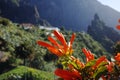 Beautiful nature in Masca Village, Tenerife