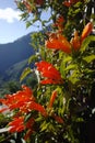 Beautiful nature in Masca Village, Tenerife