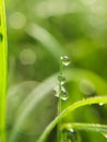 morning dew macro clear water droplets on grass fresh green grass Royalty Free Stock Photo