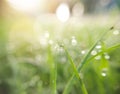 morning dew macro clear water droplets on grass fresh green grass Royalty Free Stock Photo