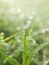 morning dew macro clear water droplets on grass fresh green grass Royalty Free Stock Photo