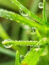 morning dew macro clear water droplets on grass fresh green grass Royalty Free Stock Photo