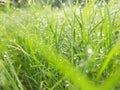 morning dew macro clear water droplets on grass fresh green grass Royalty Free Stock Photo