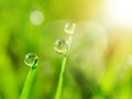 morning dew macro clear water droplets on grass fresh green grass Royalty Free Stock Photo