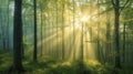 Beautiful nature at morning in the misty spring forest with sun Royalty Free Stock Photo