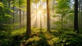 Beautiful nature at morning in the misty spring forest with sun Royalty Free Stock Photo