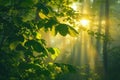 Beautiful nature at morning in the misty spring forest with sun Royalty Free Stock Photo