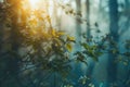 Beautiful nature at morning in the misty spring forest with sun Royalty Free Stock Photo