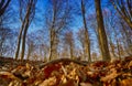 Beautiful nature at morning in the misty spring forest with sun rays Royalty Free Stock Photo