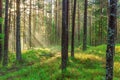 Beautiful nature at morning in the misty spring forest with sun rays Magic spring forest with sun rays Royalty Free Stock Photo